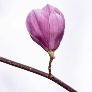 Prueba de 14 ETS en MIDIAGNOSTICO.