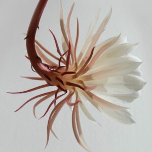 Comprar prueba de 16 ETS en MIDIAGNOSTICO por PCR ultrasensible.