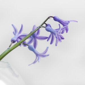 Prueba de 4 ETS en MIDIAGNOSTICO.