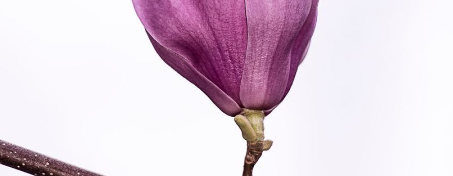 Prueba de 14 ETS en MIDIAGNOSTICO.