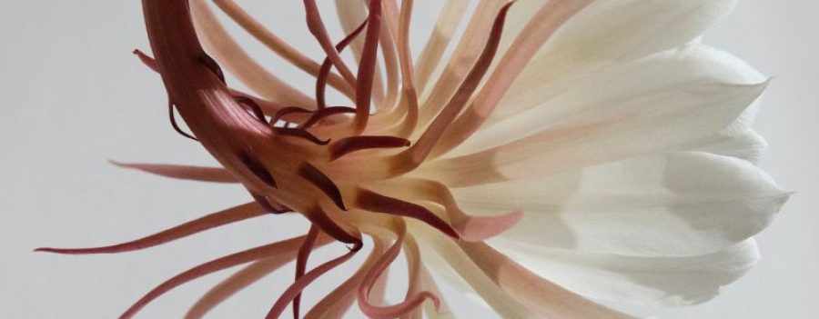 Comprar prueba de 16 ETS en MIDIAGNOSTICO por PCR ultrasensible.