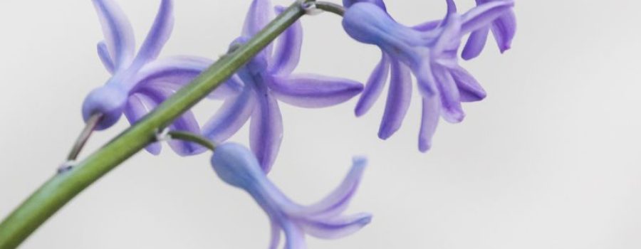 Prueba de 4 ETS en MIDIAGNOSTICO.